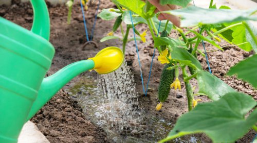 Cucumber Watering Mistakes That Are Sure To Kill Your Plants