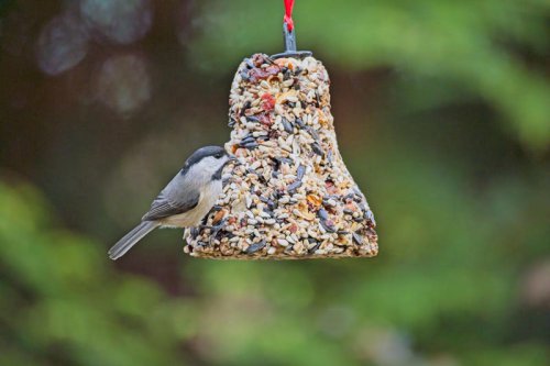 Top 8+ Things That Will Bring Birds to Your Garden &mdash; and Help Them Survive the Winter
