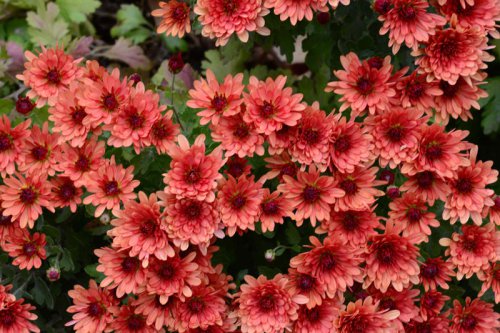 Top 15+ Hardy Perennials To Plant Now For Autumn Hues, Winter Foliage, And Early Spring Blooms