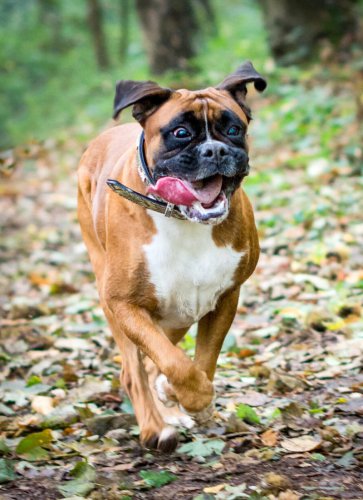These 10 Fiercely Loyal Breeds Are Known For Being the Best Guard Dogs