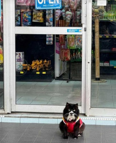 Misai The Shell Cat Taken By Stranger &ndash; Viral Plea Works, He Has Been Returned!
