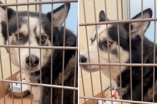 Tears at face of dog waiting 538 days in shelter after brother finds home