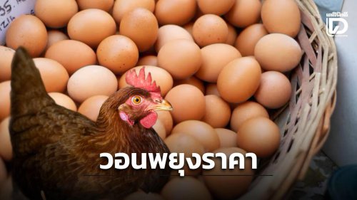 ผู้เลี้ยง &lsquo;ไก่ไข่&rsquo; วอนรัฐเร่งพยุงราคาหน้าฟาร์มด่วน เหตุราคาดิ่งแตะต้นทุน