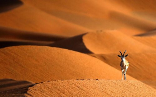 Skip Dubai&rsquo;s skyscrapers and discover a wild, ancient paradise