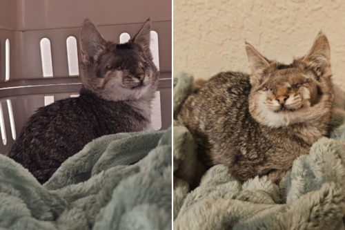 Cat With No Eyes Who Was Overlooked at Shelter Finds Forever Home