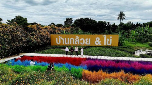 ลพบุรีทุ่งทานตะวันบานแล้ว เช็กอิน &ldquo;บ้านกล้วย &amp; ไข่&rdquo; บานสะพรั่งเหลืองอร่าม