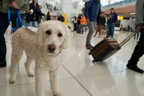 Transportation chief issues warning about holiday travel; nearly 2,300 flights canceled