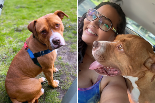 &ldquo;Shut down&rdquo; rescue dog ready for euthanasia, then one walk changed it all