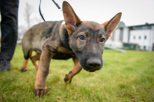 Labrador, Non-sporting dogs, Hound dogs, Yorkshire Terrier, Terriers, Rottweiler, Boxer, Dalmatian, Bulldog, Pit bull, Dachshund, Poodle, Boston terrier, Doberman, What your dog's breed says about your personality