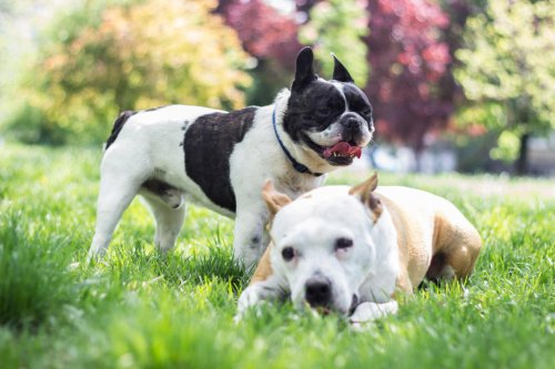 Dog trainer reveals 3 breeds to avoid if you&rsquo;re a first-time owner