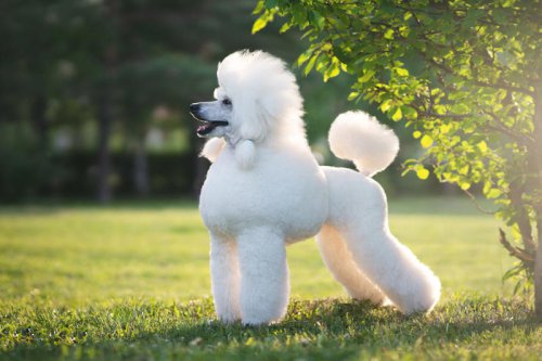 Top 24+ Great Family Dogs That Don't Shed (Very Much)