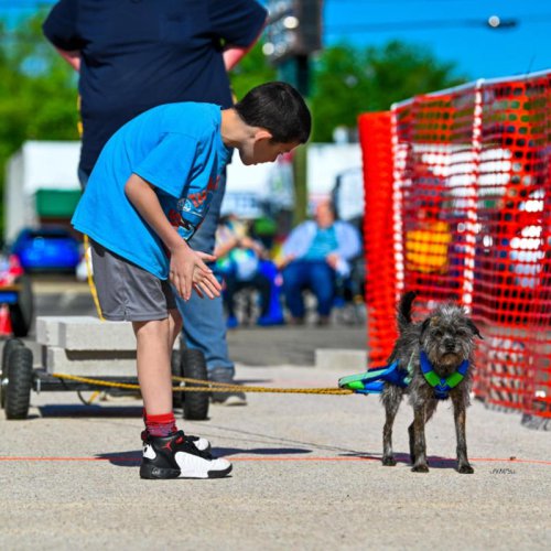 The Tiny Dogs That Can Pull 100 Times Their Weight