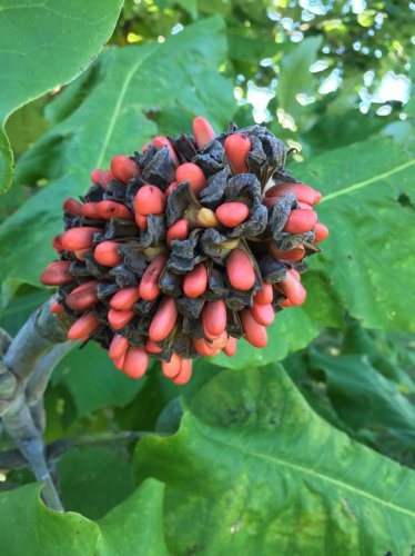 What is seed maturation?, When should seed be collected?, How to tell if a seed is dormant, What is an impermeable seed coat?, What are seed germination inhibitors?, Top 5+ tips to know when propagating trees and shrubs from seeds