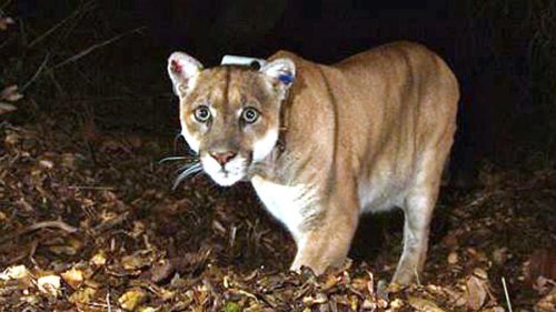 DNR: Cougar sightings reach record high for third consecutive year