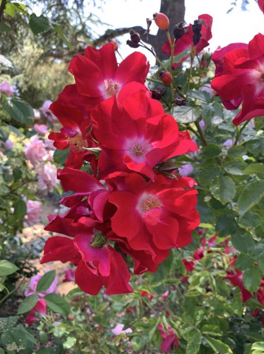 Tom Karwin, On Gardening | Selecting roses for your garden