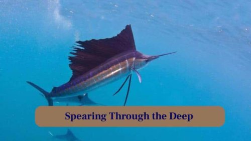 Giant Marlin: Meet this legend of the Open Sea