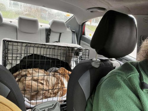 Extremely Matted Cat Living In Basement Is Completely Unrecognizable Now