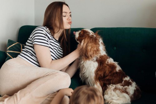 The most velcro dog breeds: 7 pups that&rsquo;ll never leave your side