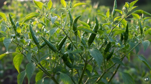 Want Fresh Green Chillies At Home? This Simple Pot Hack Gives You A Big Harvest