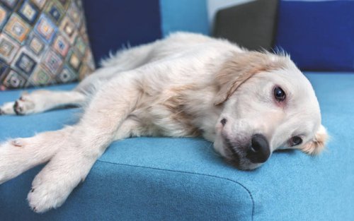 Can&rsquo;t train your golden retriever? Here&rsquo;s why it&rsquo;s not your fault