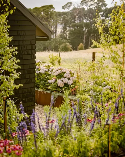 A gardener&rsquo;s guide to growing hydrangeas in Australia