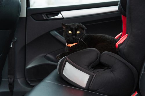 Removing Pet Hair from Car Interiors