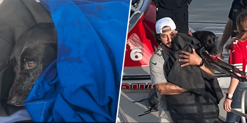 Lifeguards rescue missing dog found nearly 1 mile out to sea