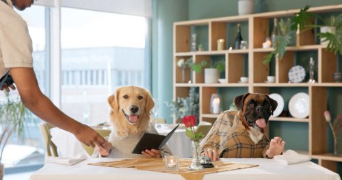 Vet reveals top 5 dog breeds that act the most like humans