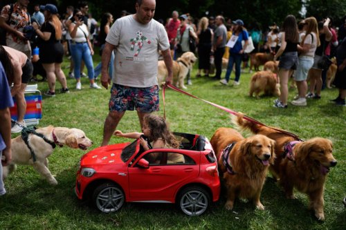 More than 2,000 golden retrievers met at a park. This is what happened