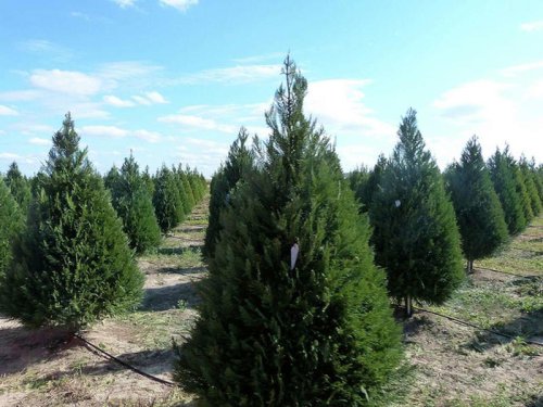 Best living Christmas trees to plant after the holidays