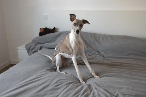 Top 7 dog breeds that bring serenity to your space
