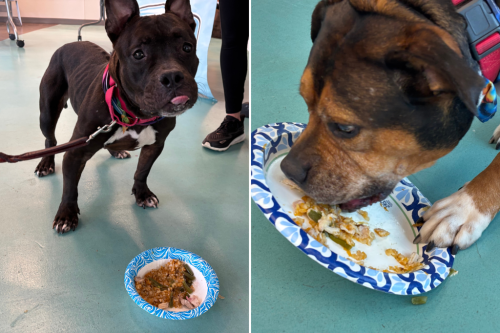 Shelter dogs receive special Thanksgiving gift, their response is adorable