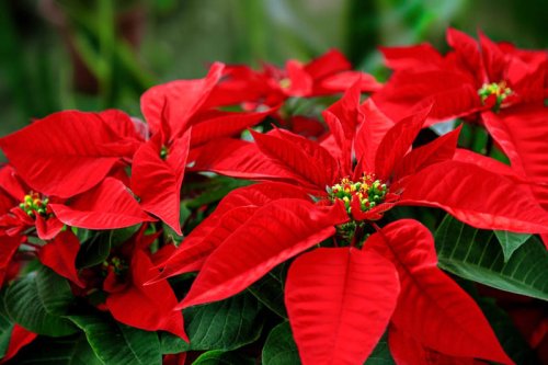 How to Pick a Poinsettia That Won&rsquo;t Die as Soon as You Get It Home