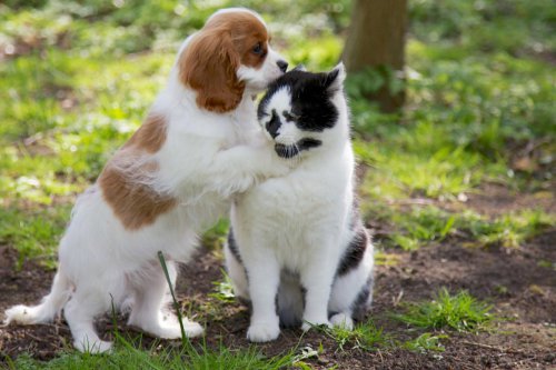 Top 5 calmest dog breeds if you already have a cat
