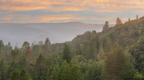 Nestled in the Santa Cruz redwoods is a friendly suburb with forest hikes and small-town vibes