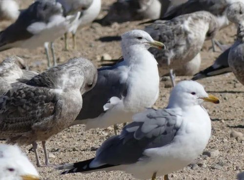 Seagulls over Victorville described as big 'dust devil' or 'tornado'