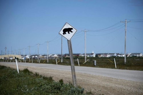 I tried last-chance tourism on a polar bear safari. It said as much about people as about bears.