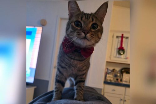 Cat with impressive fetch skills wins pet of the week