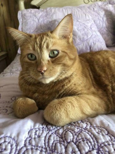 Top 49+ adopted pets who brought joy to their new owners