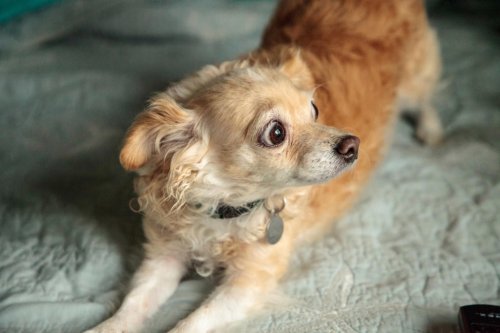 Animal behaviorist reveals top 4 signs your dog wants guests to leave