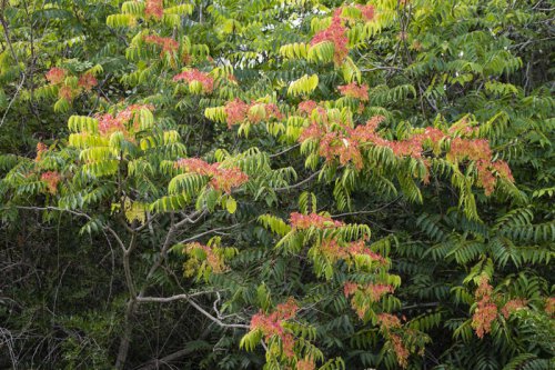 Top 6+ invasive trees you should never plant in your yard