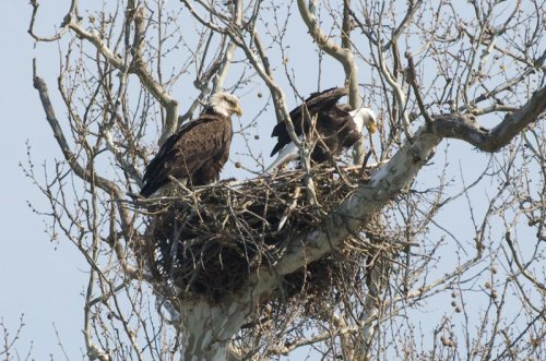 Bears, bobcats and bald eagles, oh my. Ohio's wild 2025 in wildlife