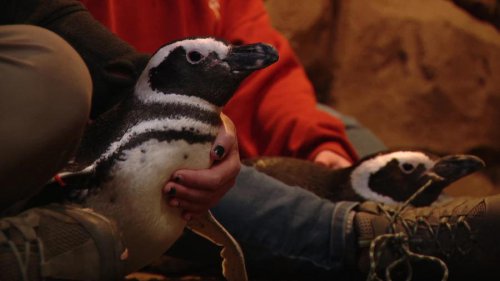 John Ball Zoo&rsquo;s penguins get yearly check-ups