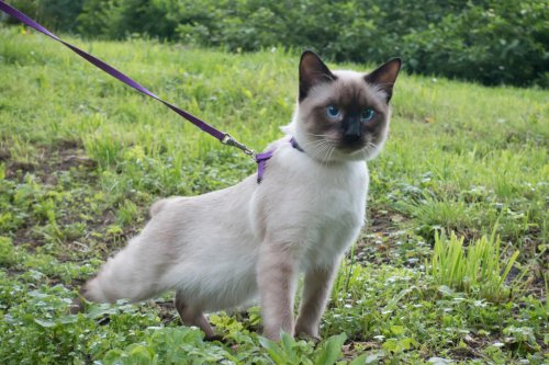 Vet shares the most-playful cat breeds for dog people