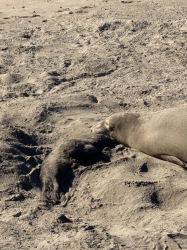 First elephant seal pup of the season born in SLO County. Meet Gingerbread