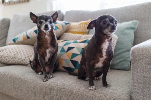 Dog breeds with the longest life spans&mdash;and how to help yours