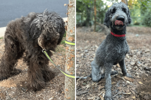 Dog tied to tree lost a leg&mdash;then a woman saw him and everything changed