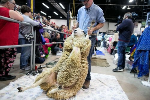 Don't miss these things to see and do at the 2026 Pa. Farm Show