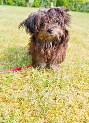 Meet the 3 rare dog breeds that just received AKC recognition