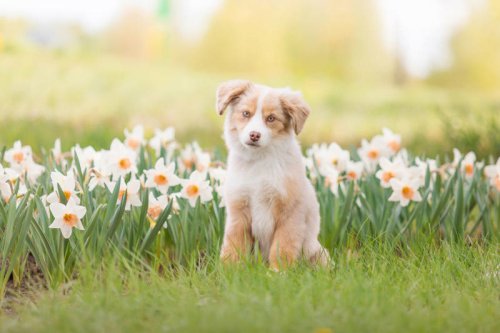 The 20 smartest dog breeds that learn fast and make training way easier